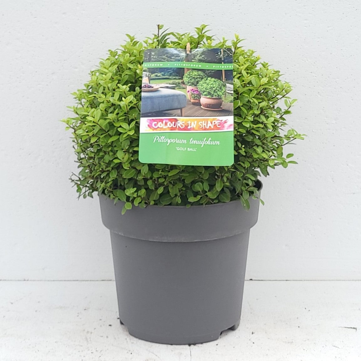 Pittosporum tenuifolium 50cm 29cm Pot