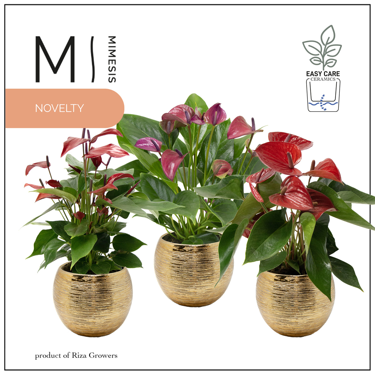 Anthurium mix 45cm 12cm Pot