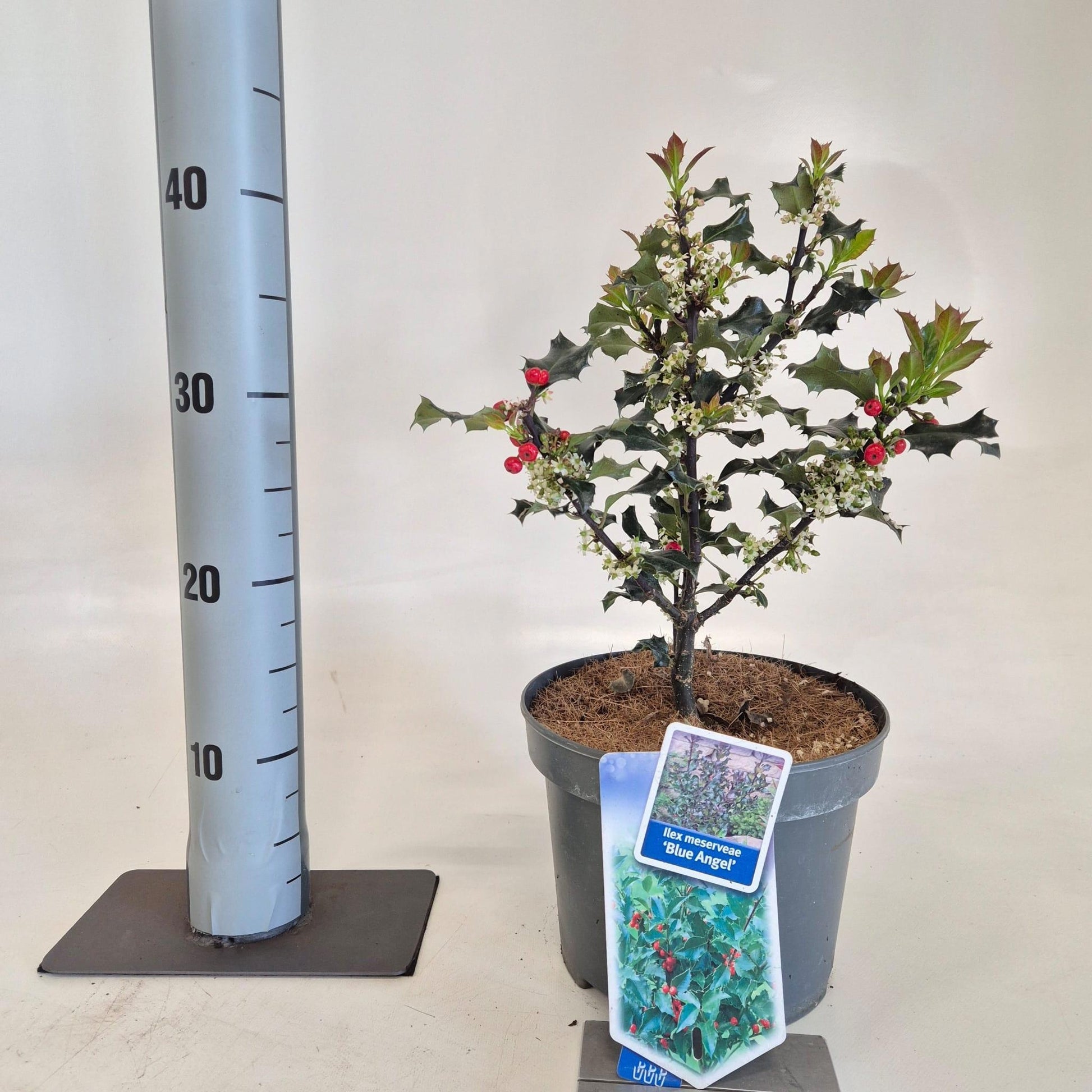 Ilex meserveae Blue Angel 30cm 19cm Pot