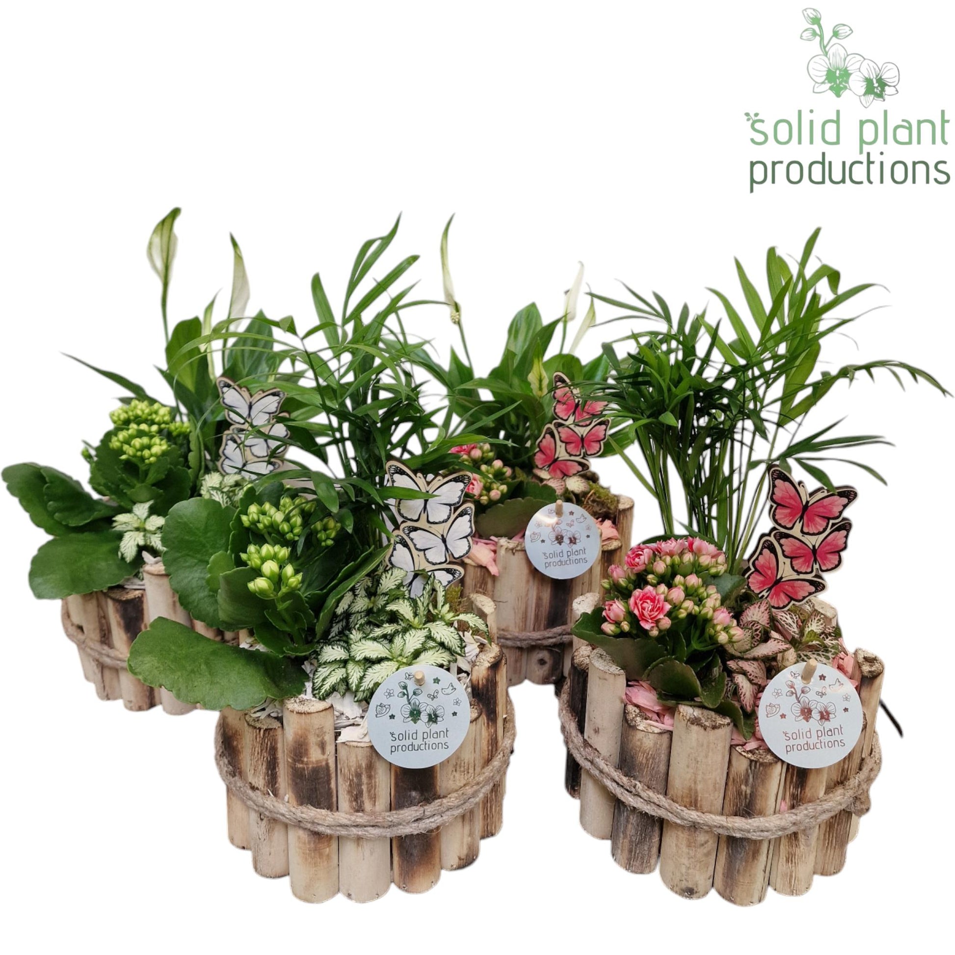 Solid Plant Productions HSC001 Milano Small White/Pink Mix Pack of 4
