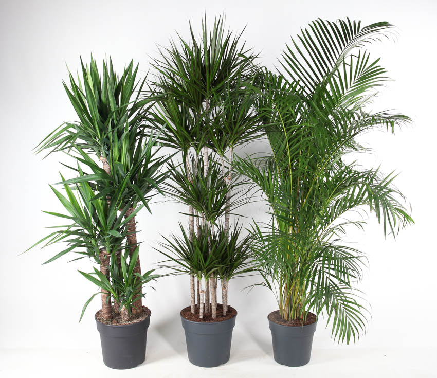 Foliage houseplants mix 170cm 34cm Pot