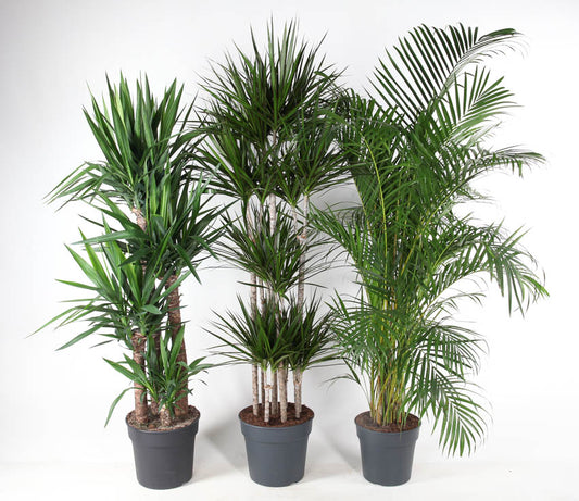 Foliage houseplants mix 170cm 34cm Pot