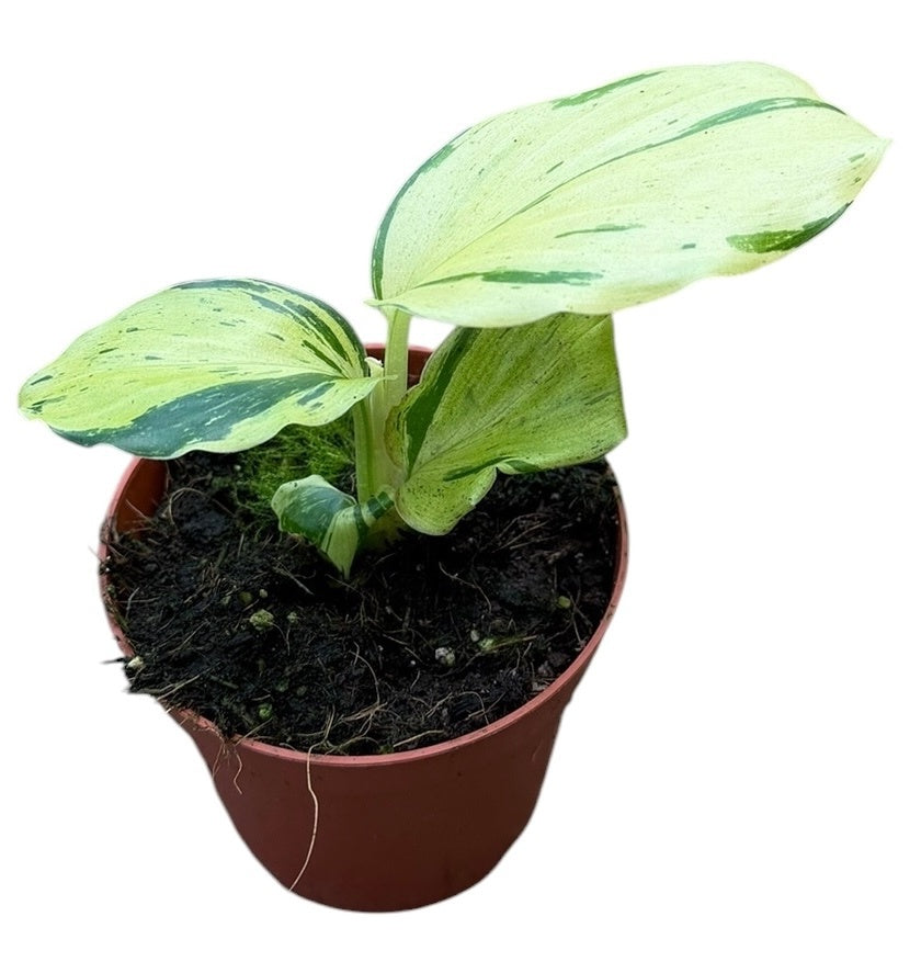 J.M. Plants, Kwekerij Kaempferia Pulchra Variegata Pack of 14