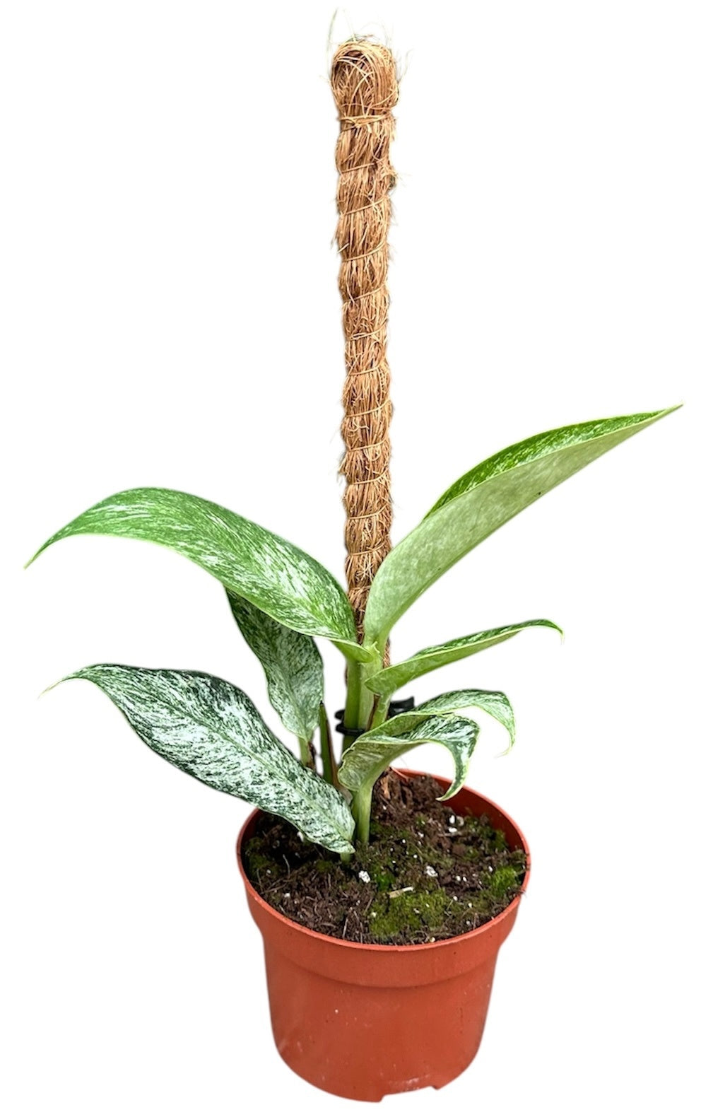 Rhaphidophora Elliptica Mint 15cm 510cm Pot