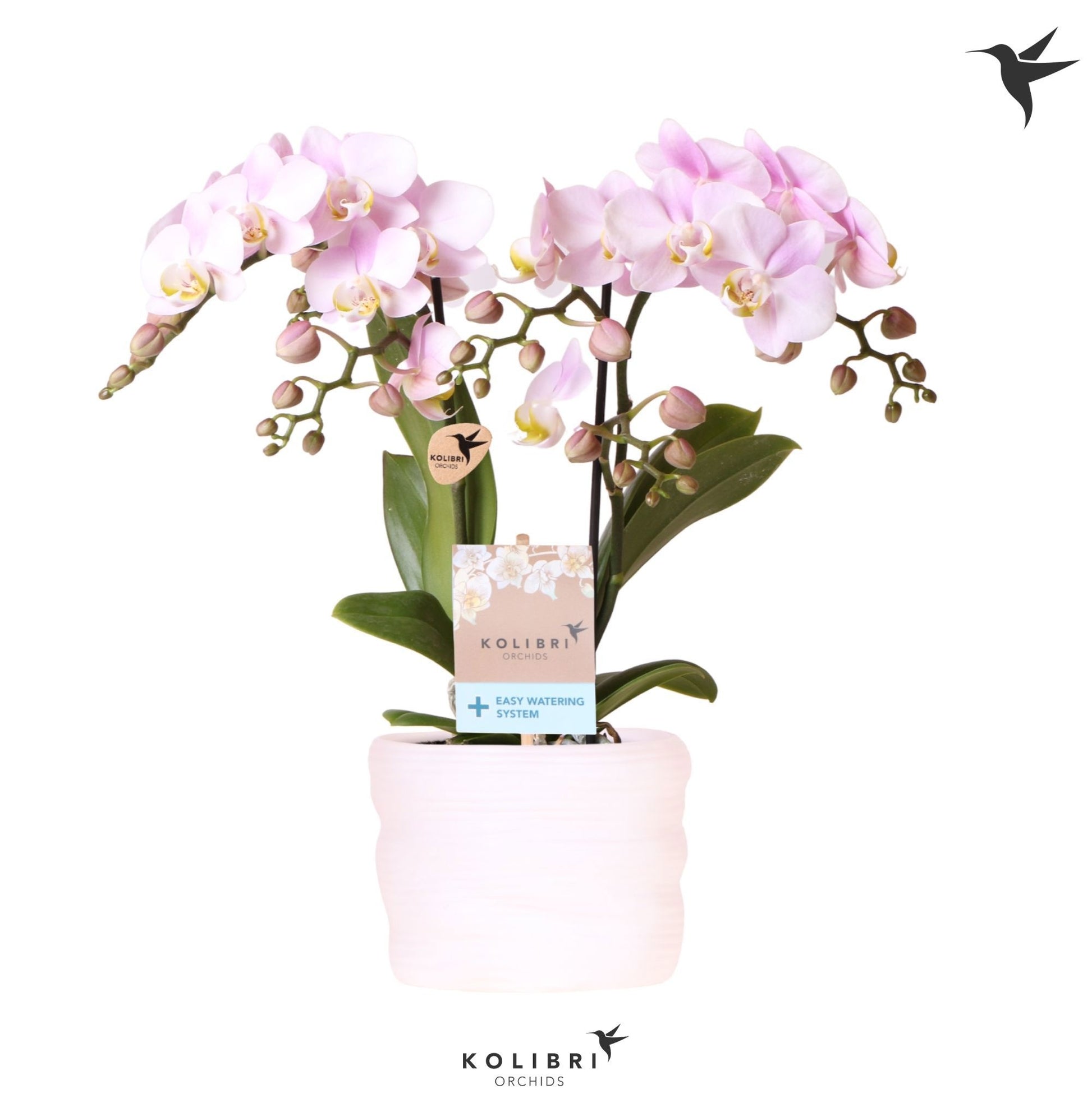 OK Plant Phalaenopsis mf. Angel Eyes Pack of 4