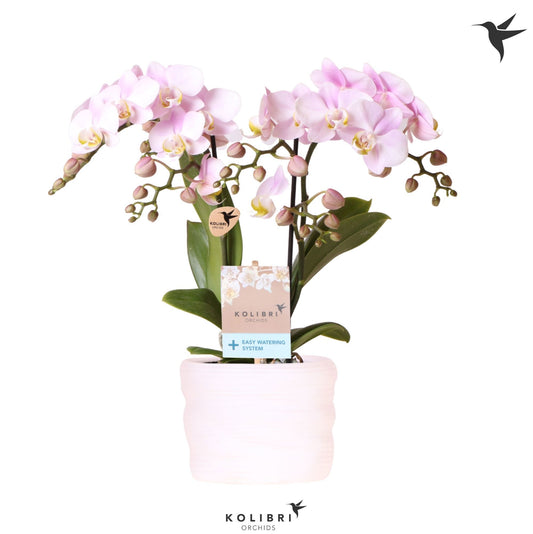 OK Plant Phalaenopsis mf. Angel Eyes Pack of 4