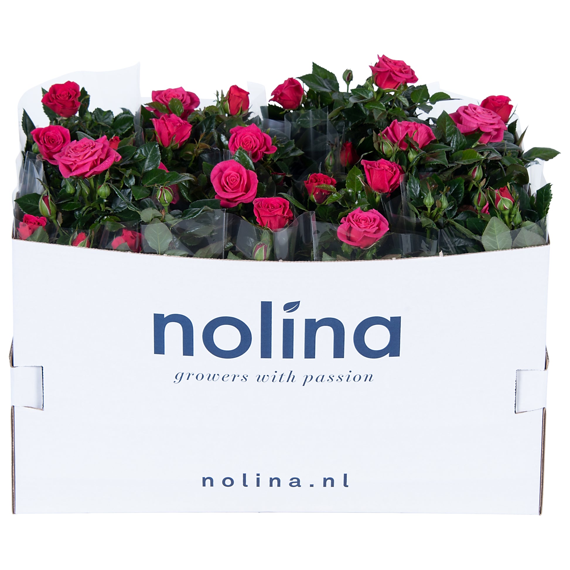 Rosa pink 36cm 13cm Pot