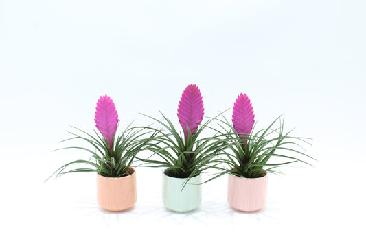 Tillandsia Vincent 30cm 10cm Pot
