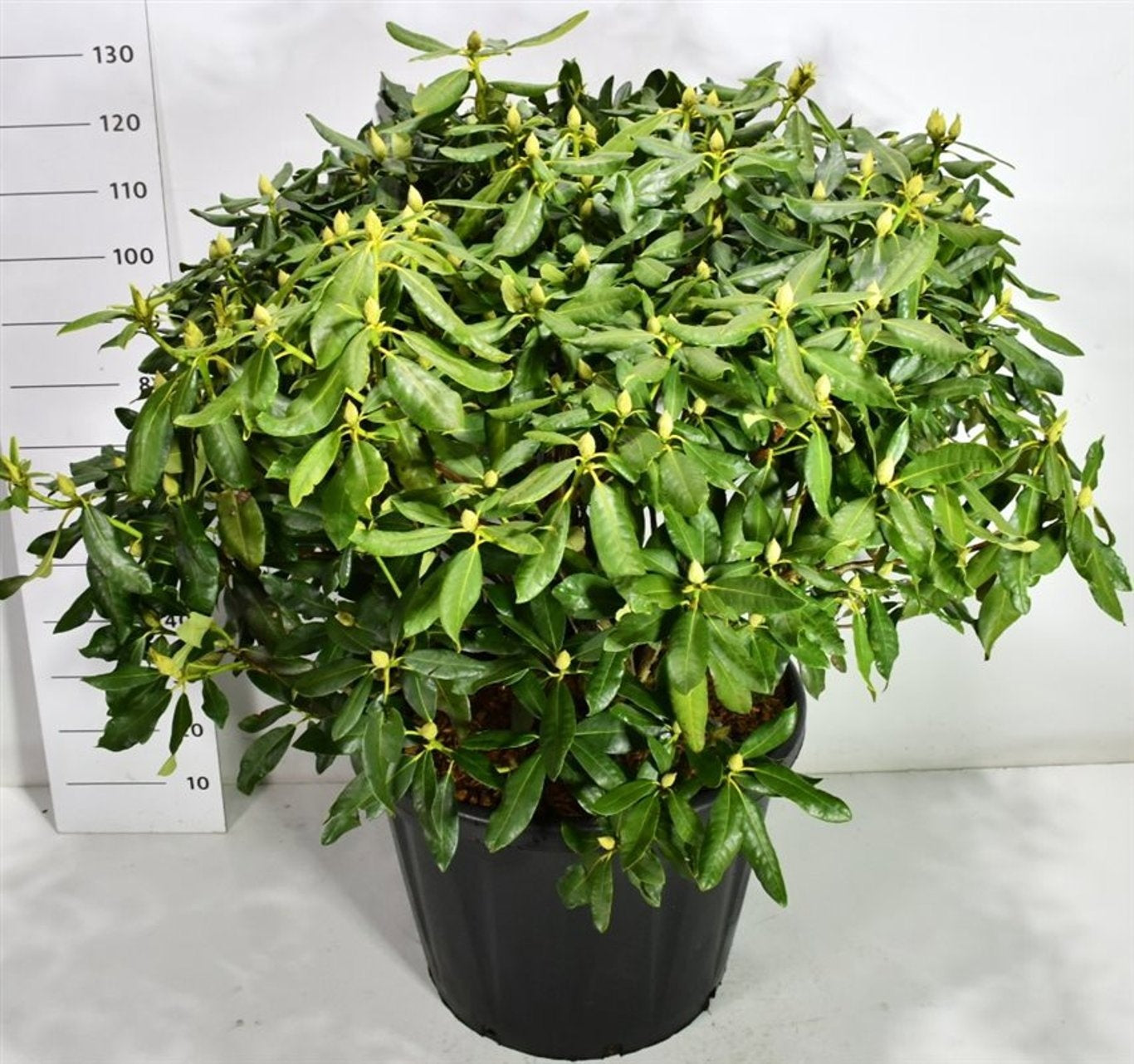 Rhododendron Nova Zembla 140cm 60cm Pot