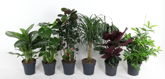 Foliage houseplants mix 80cm 24cm Pot