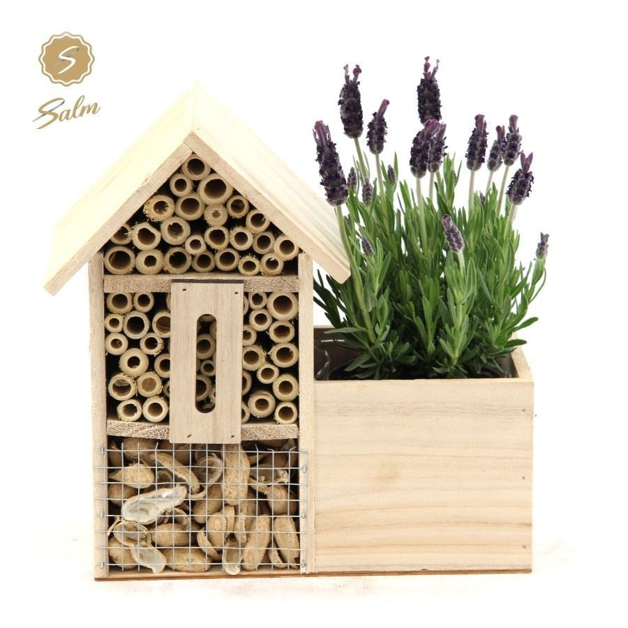 Lavander stoechas Anouk 37cm 999cm Pot