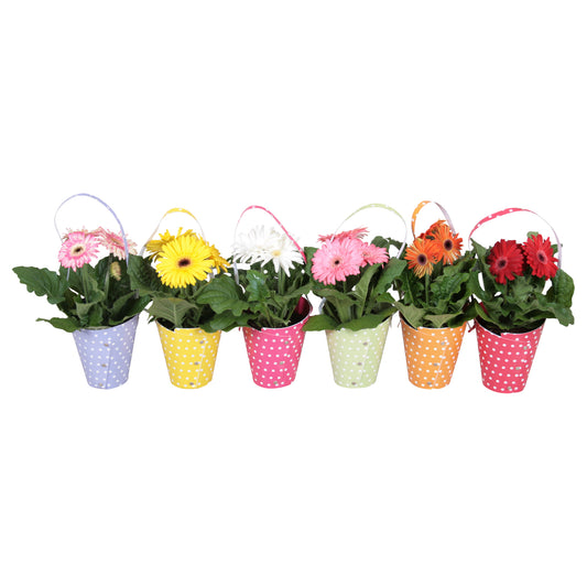 Gerbera mix 20cm 12cm Pot
