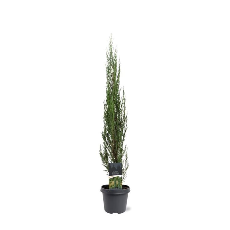 Juniperus Blue Arrow 90cm 23cm Pot
