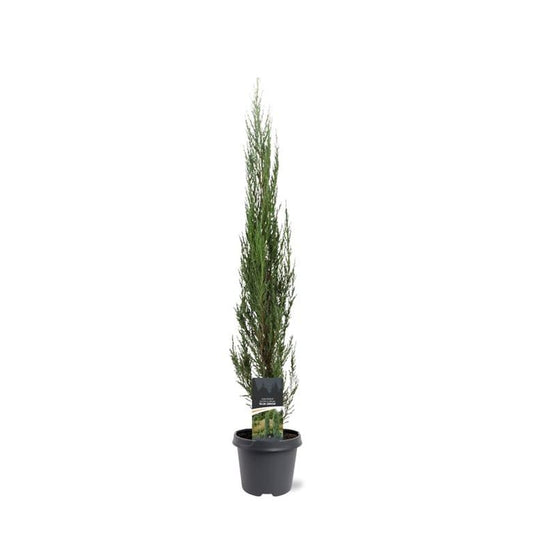 Juniperus Blue Arrow 90cm 23cm Pot