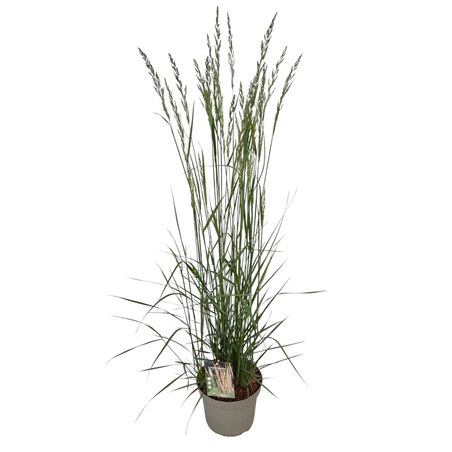 Calamagrostis Karl Foerster 50cm 23cm Pot