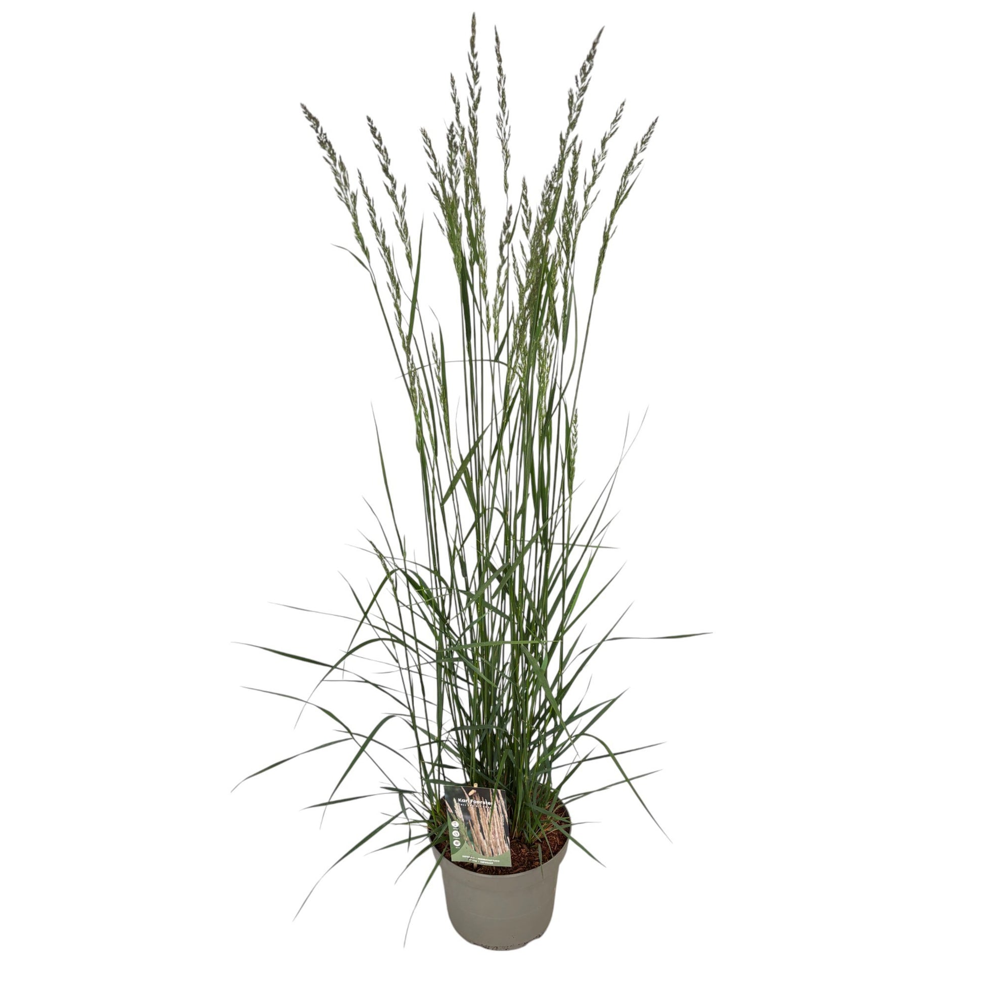 Calamagrostis Karl Foerster 50cm 23cm Pot