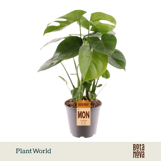 Monstera deliciosa 60cm 19cm Pot