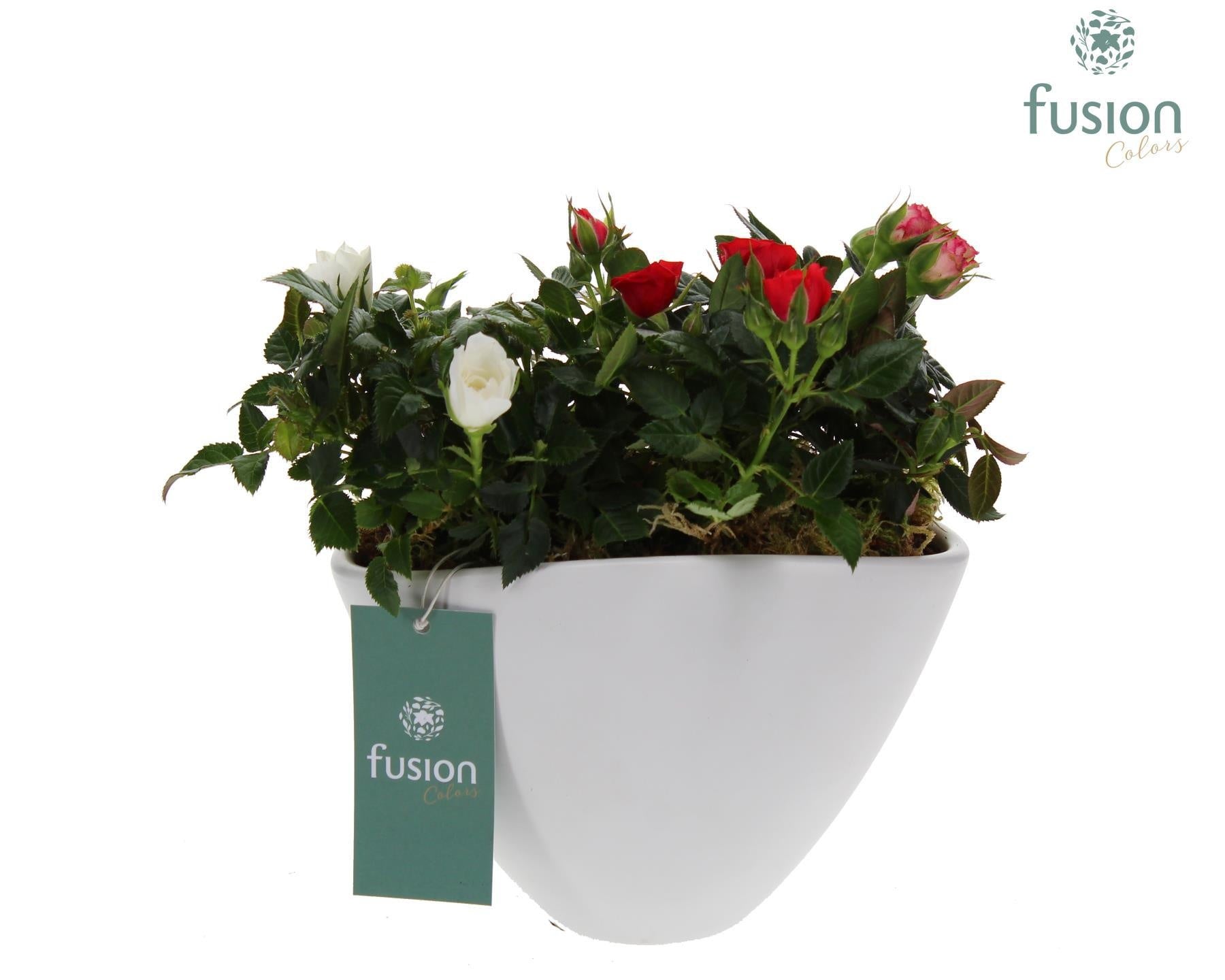 Fusioncolors BV Keramiek bootpot wit met Potroos Arrangement 3pp Pack of 4