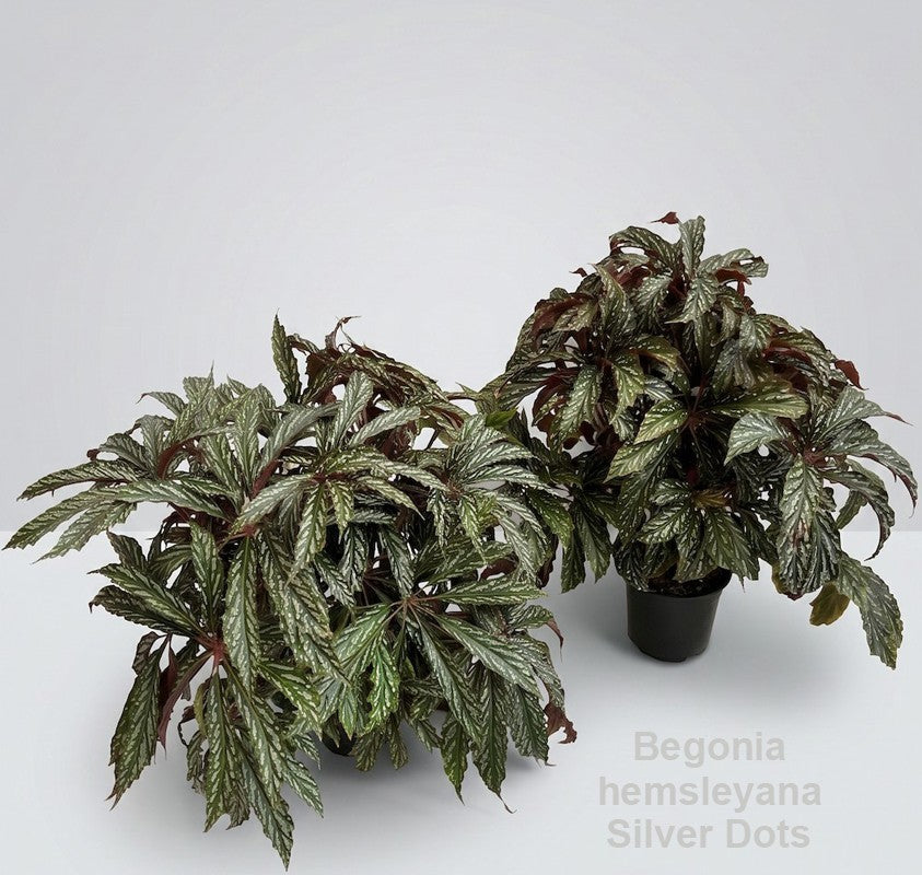 Begonia rex 45cm 14cm Pot