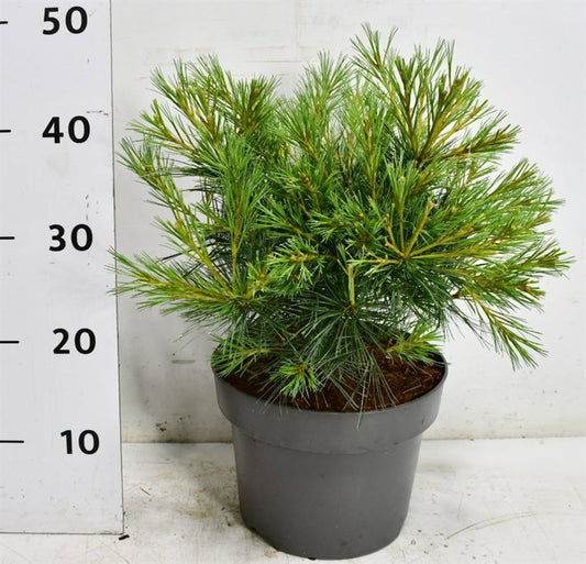 Pinus str. Blue Shag 45cm 23cm Pot
