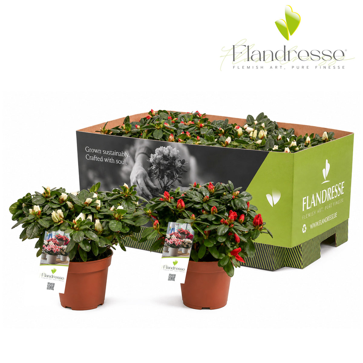 Rhododendron simsii 25cm 12cm Pot