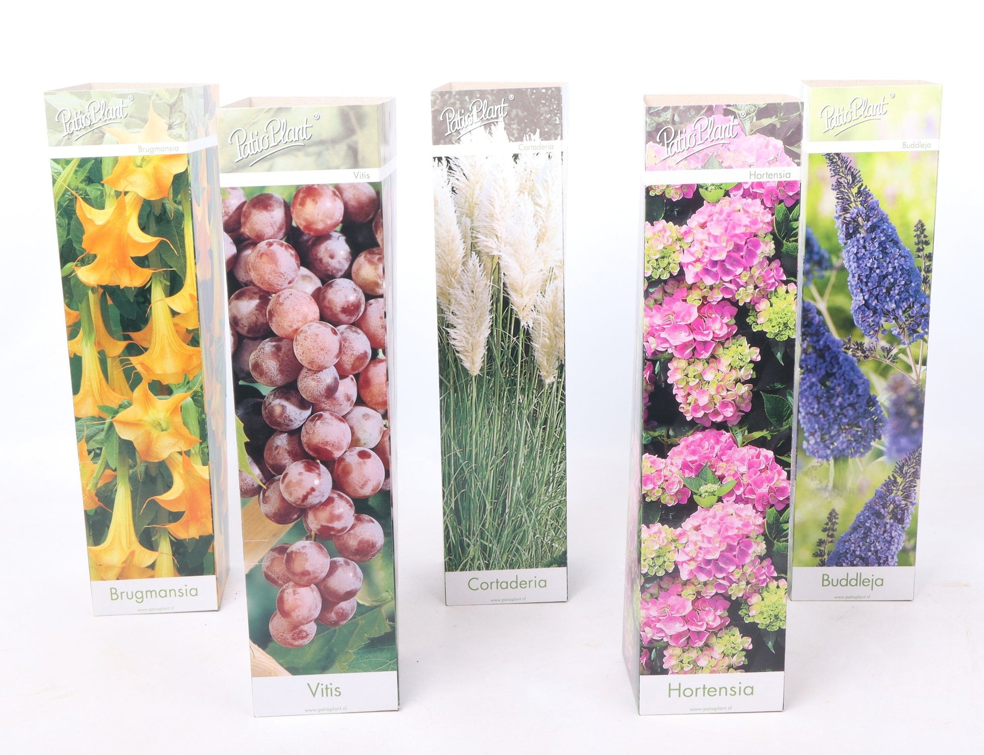 Valk BV Patioplant Tub plants mix Pack of 20