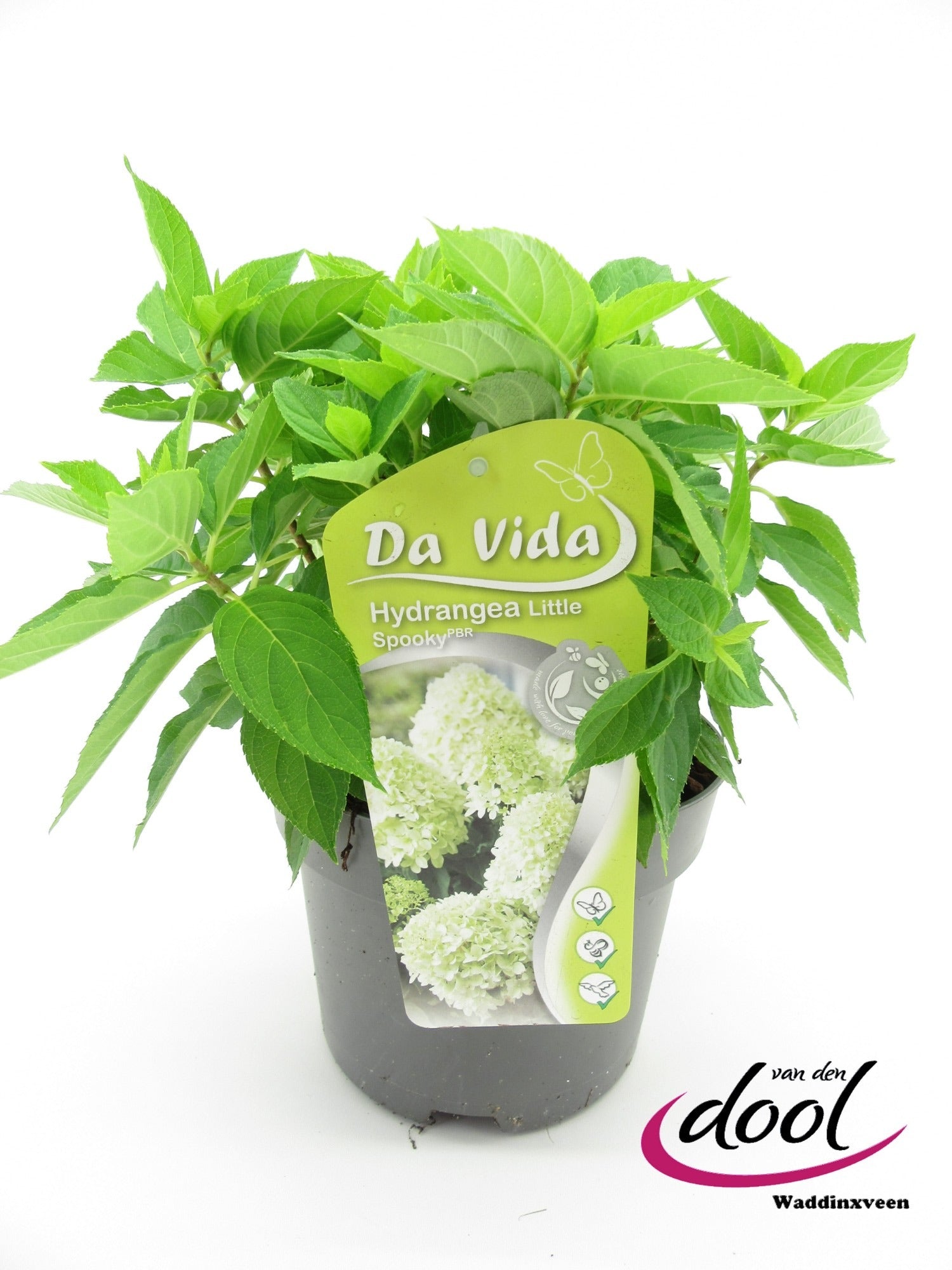 Hydrangea pan. Little Spooky 40cm 19cm Pot