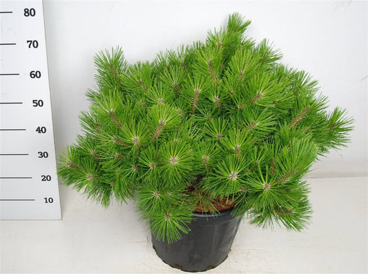 Pinus hybrid 65cm 38cm Pot