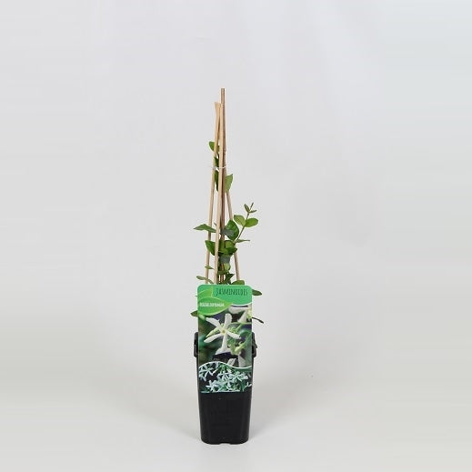 Trachelospermum jasminoides 60cm 14cm Pot