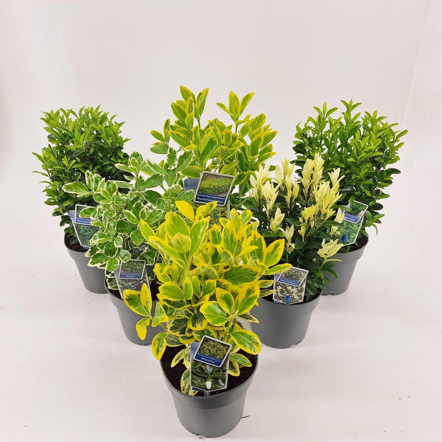 Euonymus jap. Microphyllus 20cm 13cm Pot