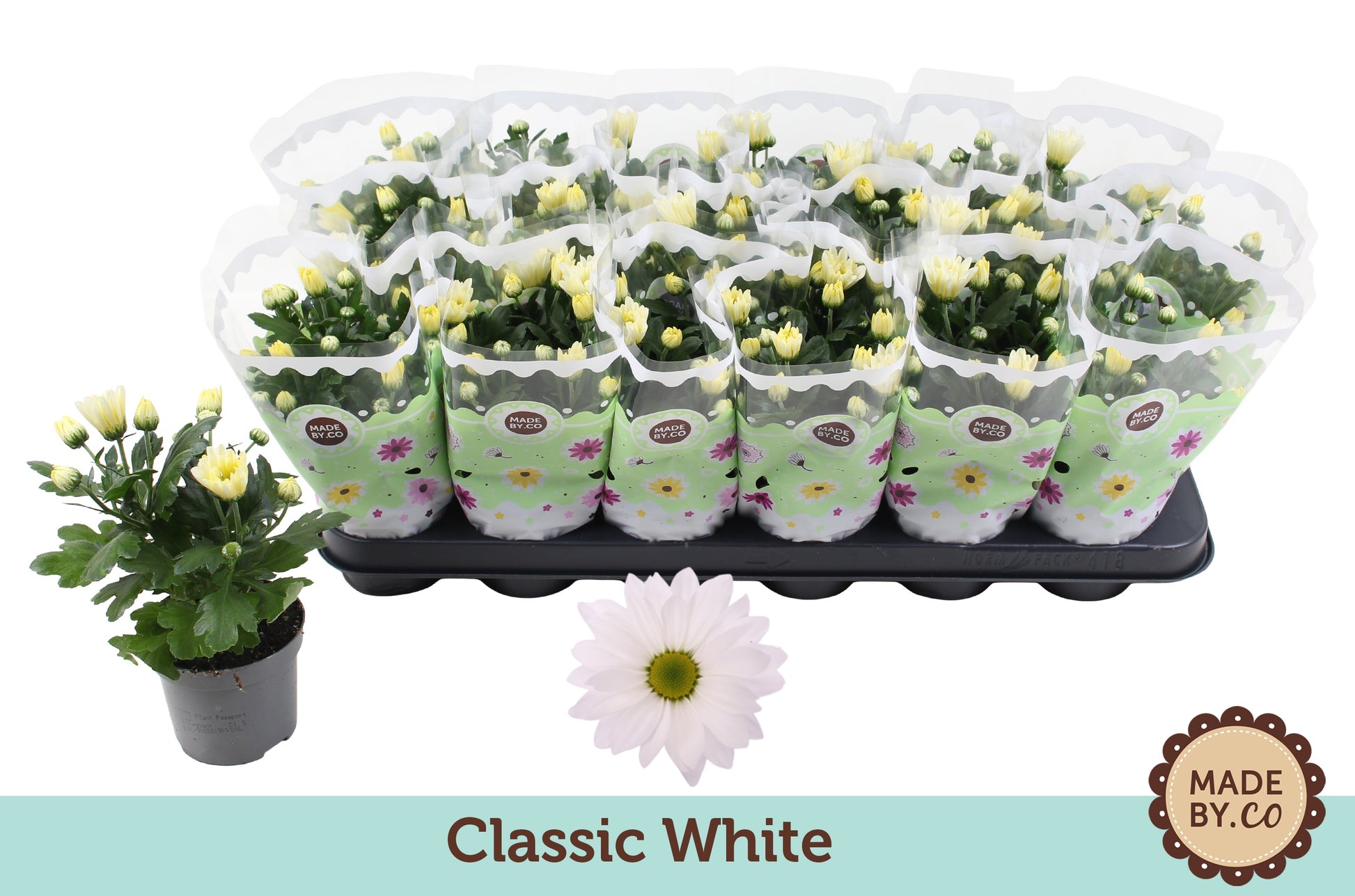 Chrysanthemum white 22cm 9cm Pot