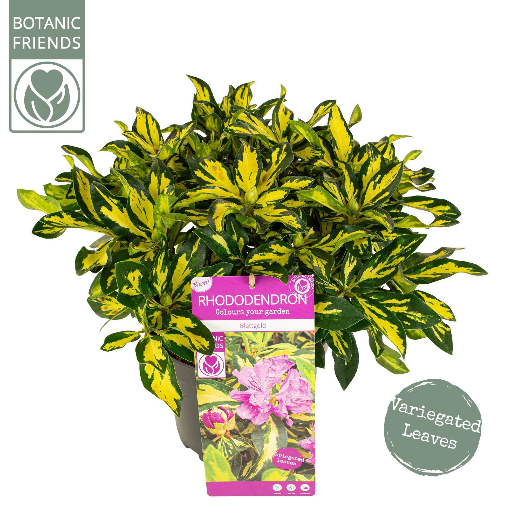 Rhododendron hippophaeoides 45cm 23cm Pot