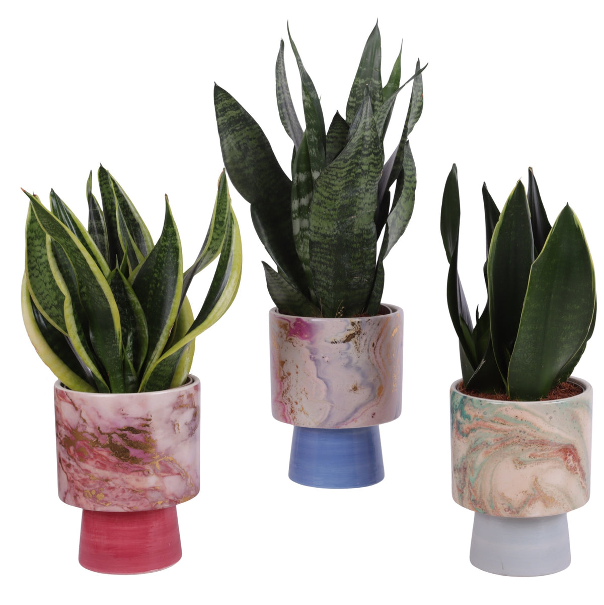 Sansevieria trifasciata 35cm 14cm Pot