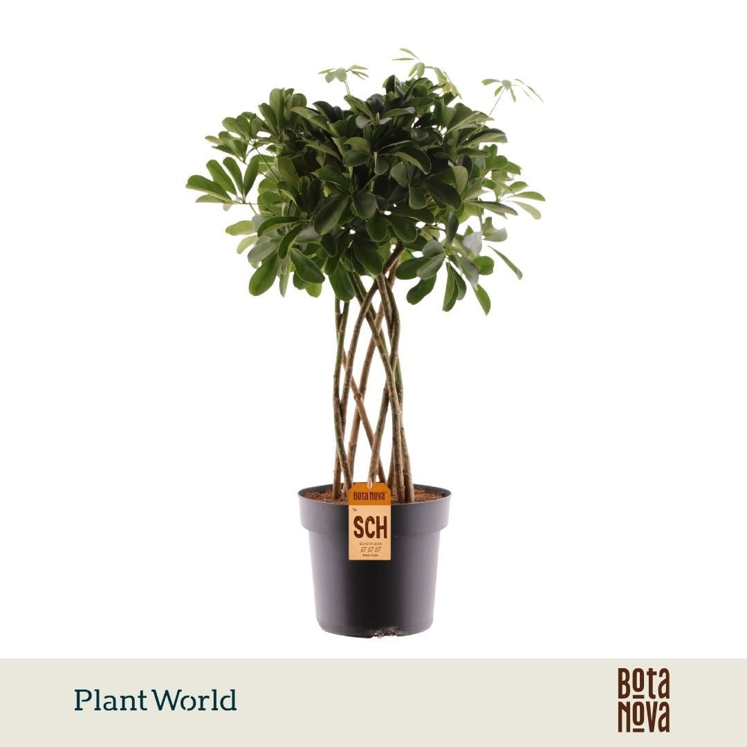 Schefflera  Compacta Nora koker 85cm 24cm Pot