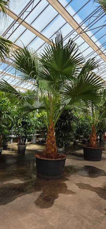 Livistona australis 375cm 96cm Pot