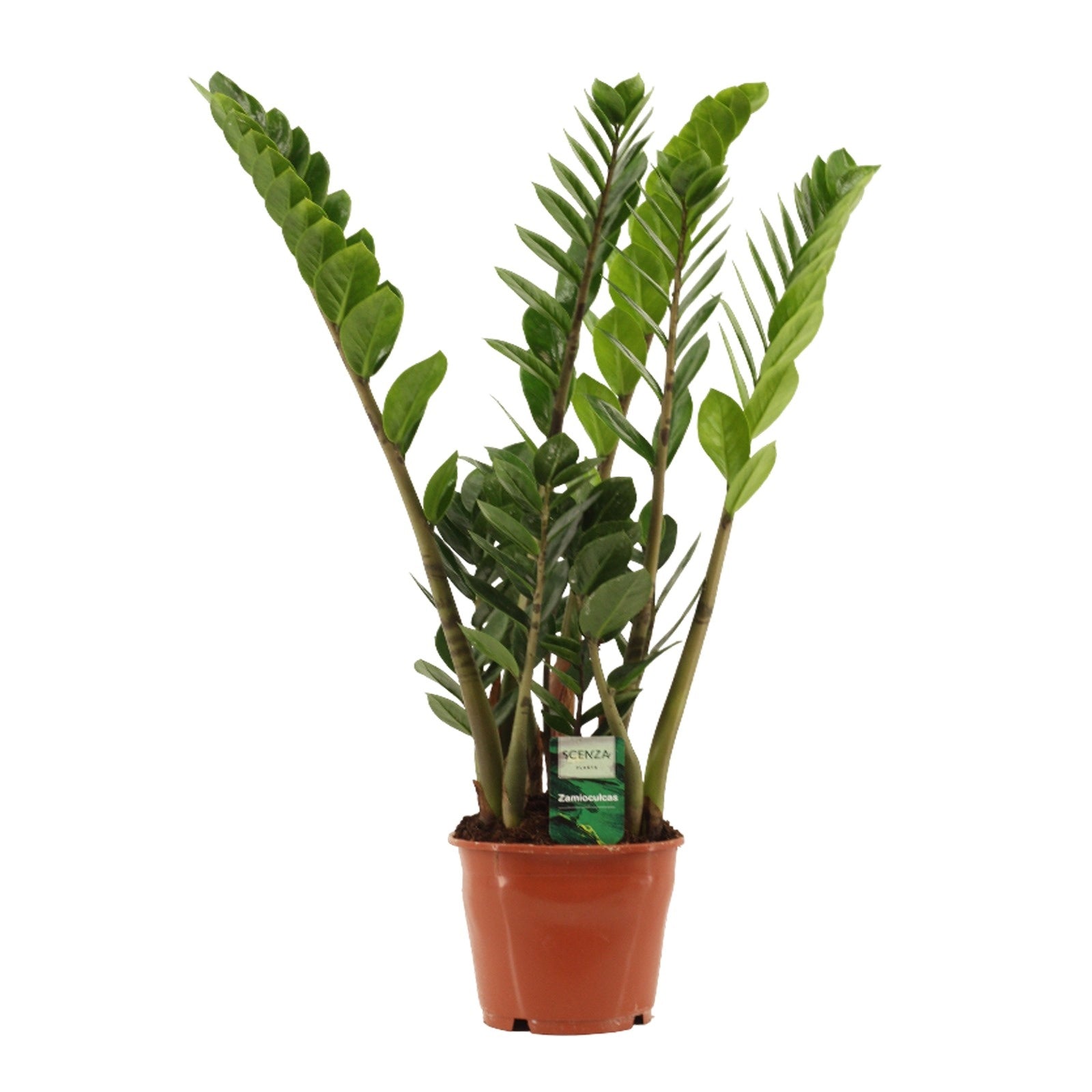 Zamioculcas zamiifolia 70cm 14cm Pot