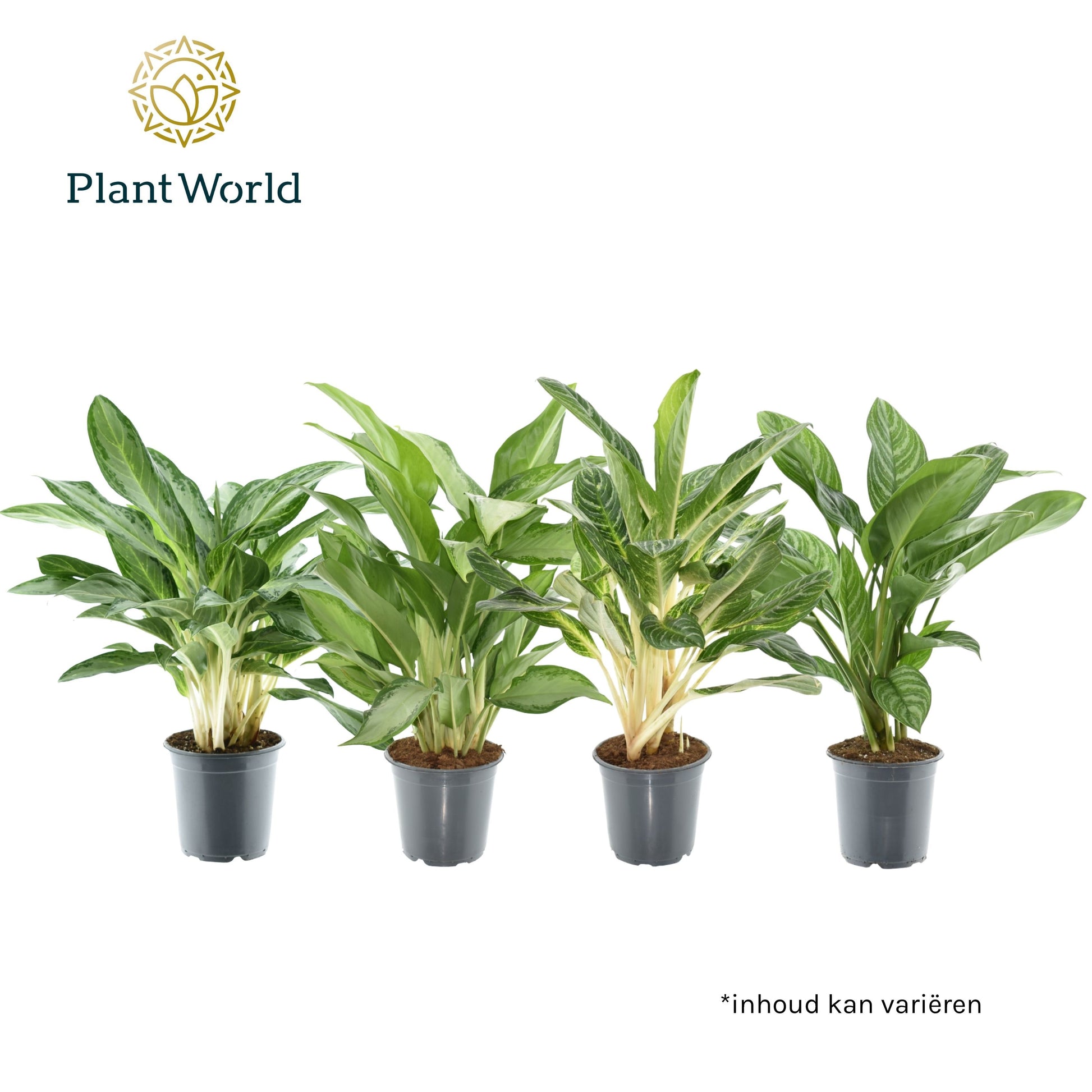 Aglaonema mix 60cm 21cm Pot