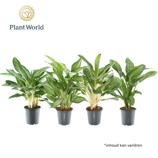 Aglaonema mix 60cm 21cm Pot