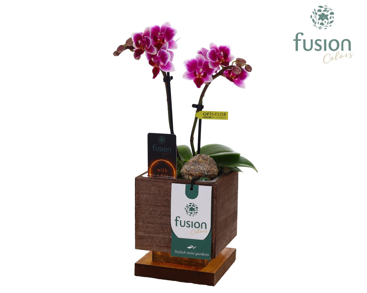 The Green Lighting Garden LED Small met Phalaenopsis 29cm 10cm Pot
