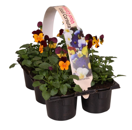Viola corn. Callisto Orange with Purple Wing 12cm 9cm Pot