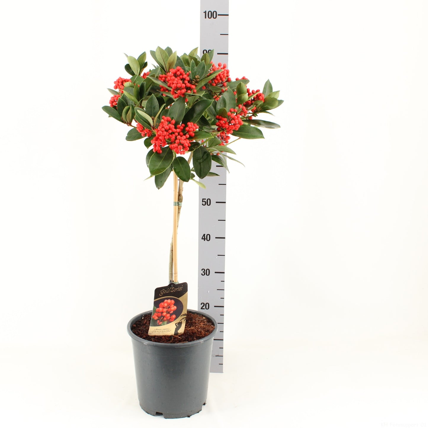 Skimmia japonica Obsession 115cm 24cm Pot