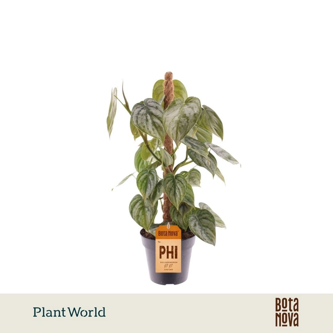 Plantworld Jogrow Philodendron brandtianum Pack of 10