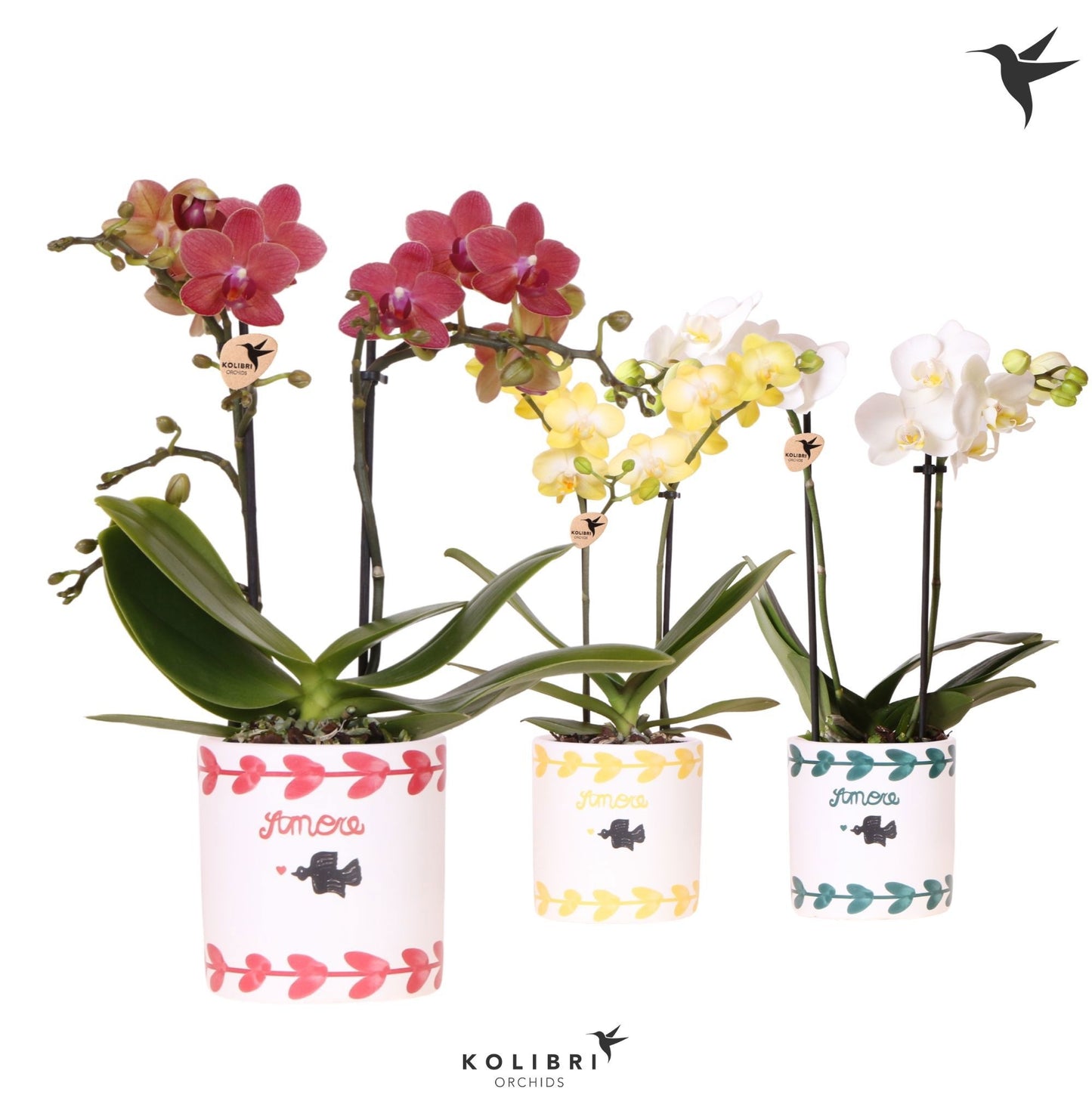 Phalaenopsis mix 40cm 9cm Pot