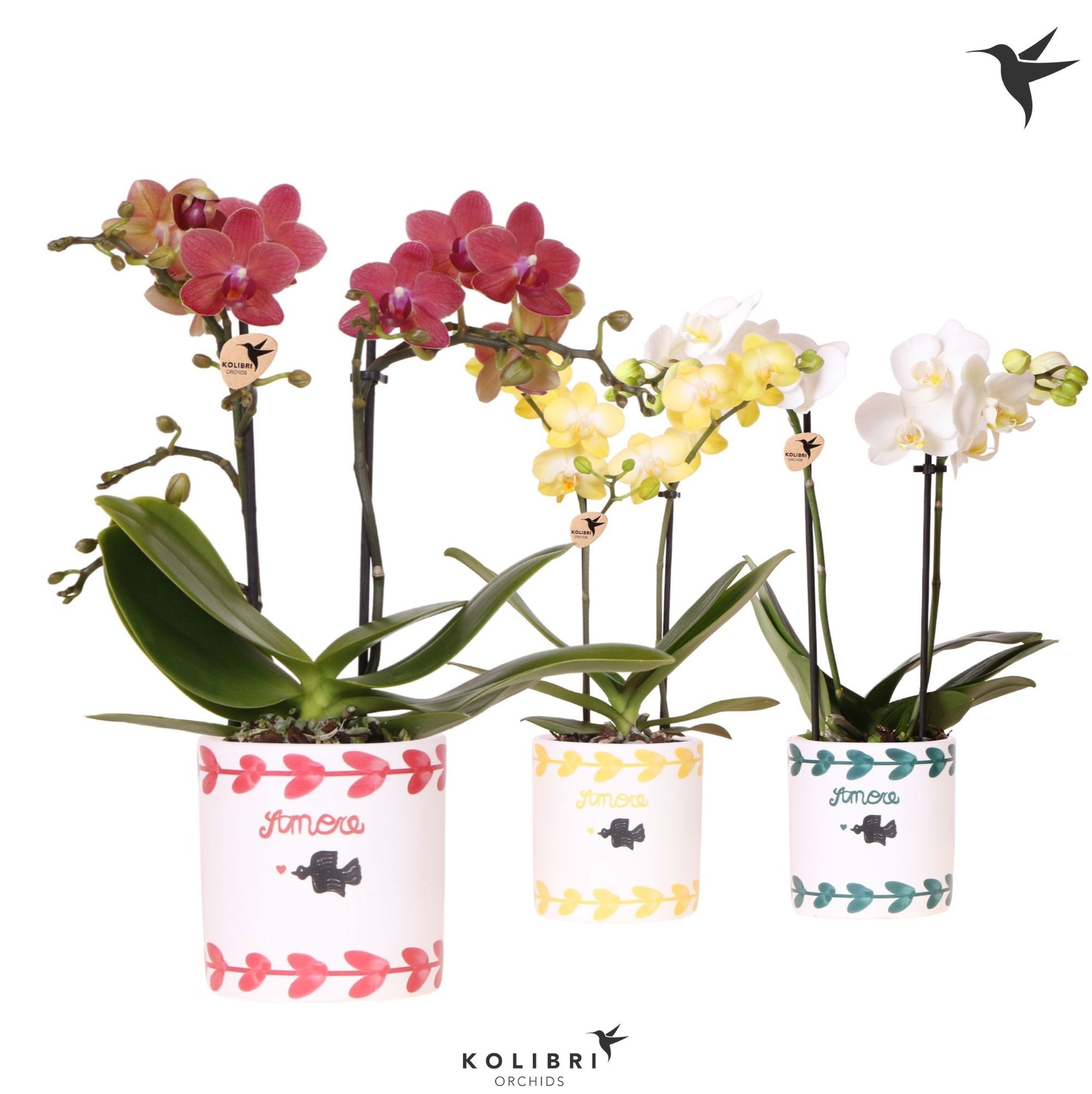 Phalaenopsis mix 40cm 9cm Pot
