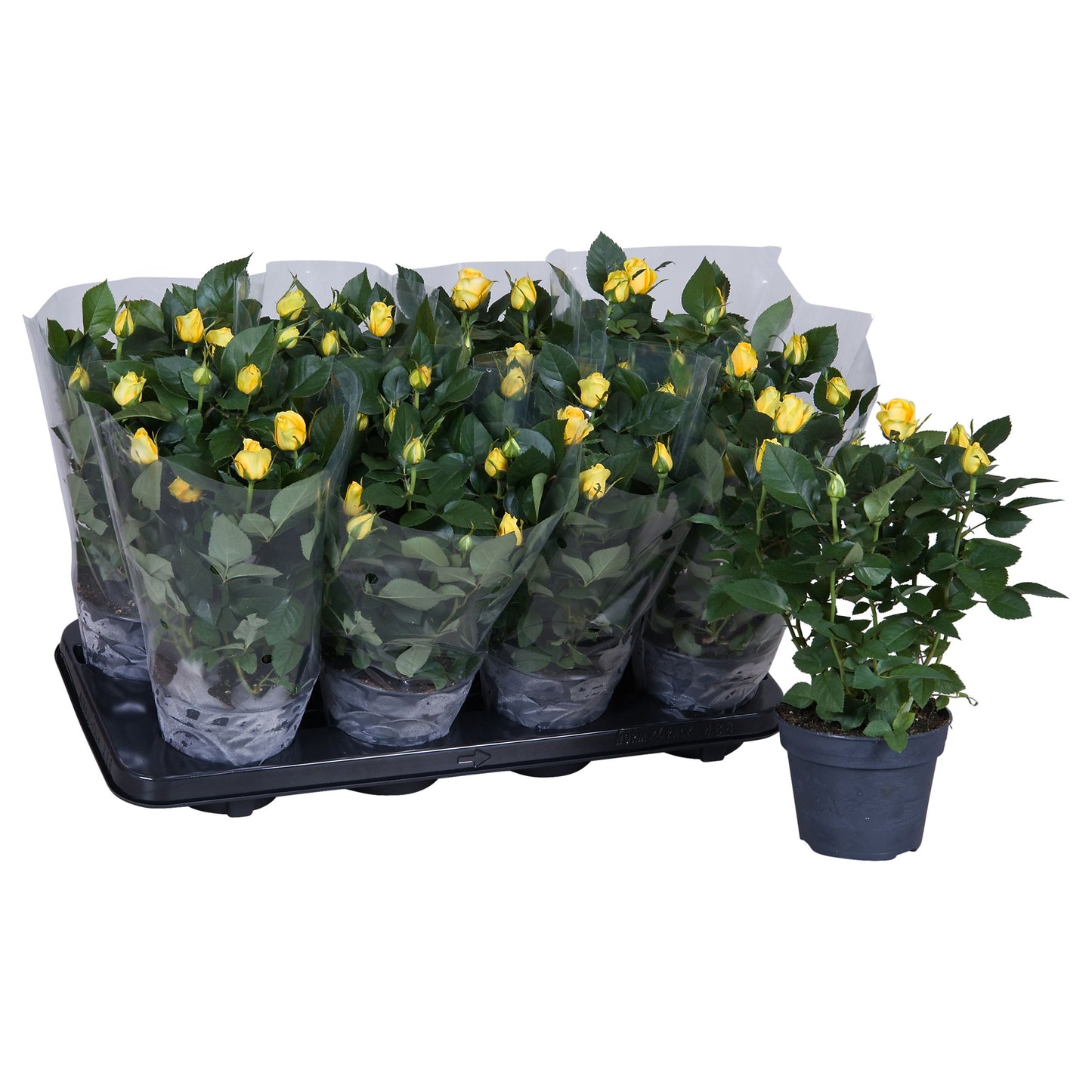 Rosa yellow 36cm 13cm Pot