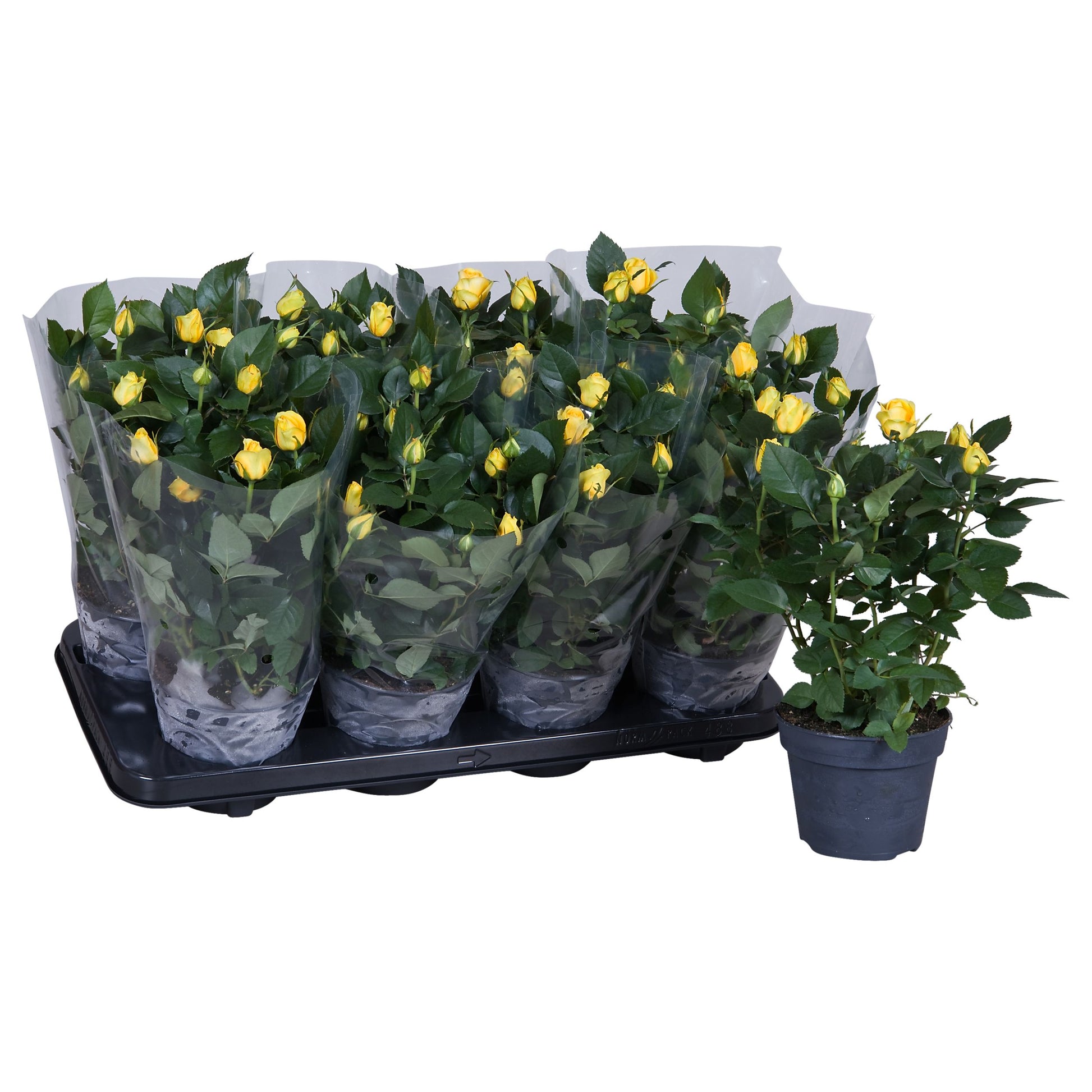Rosa yellow 36cm 13cm Pot