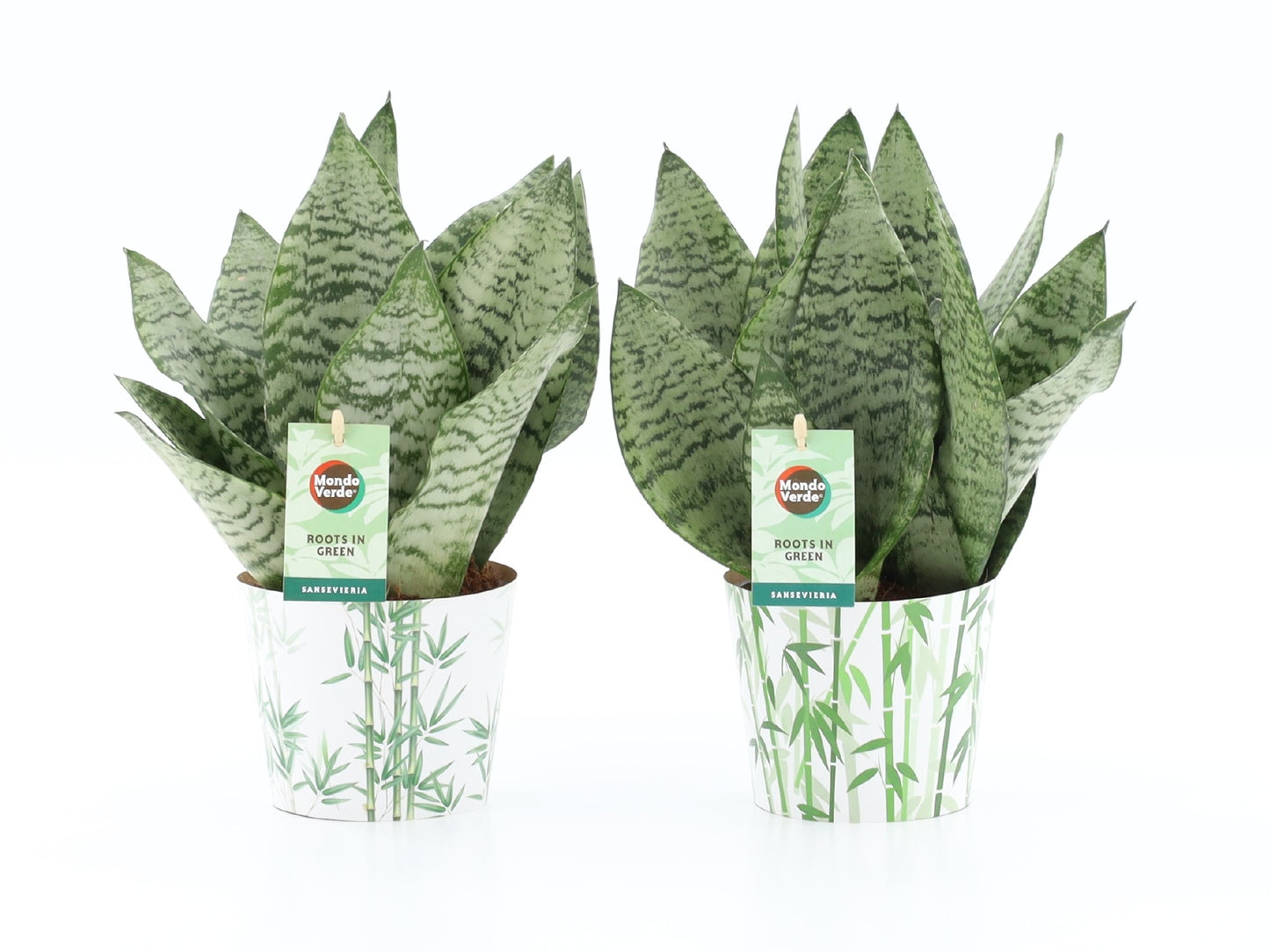 Sansevieria Black Coral 35cm 12cm Pot