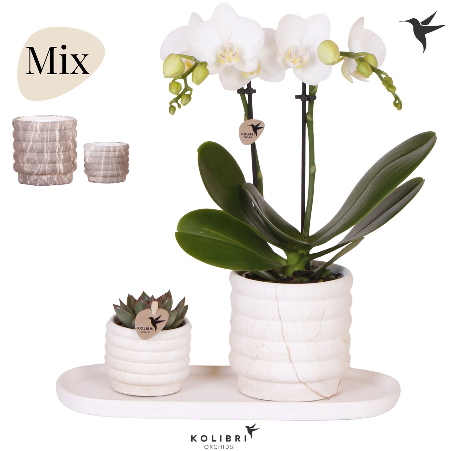 Kolibri Gift Set medium Marble 40cm 18cm Pot