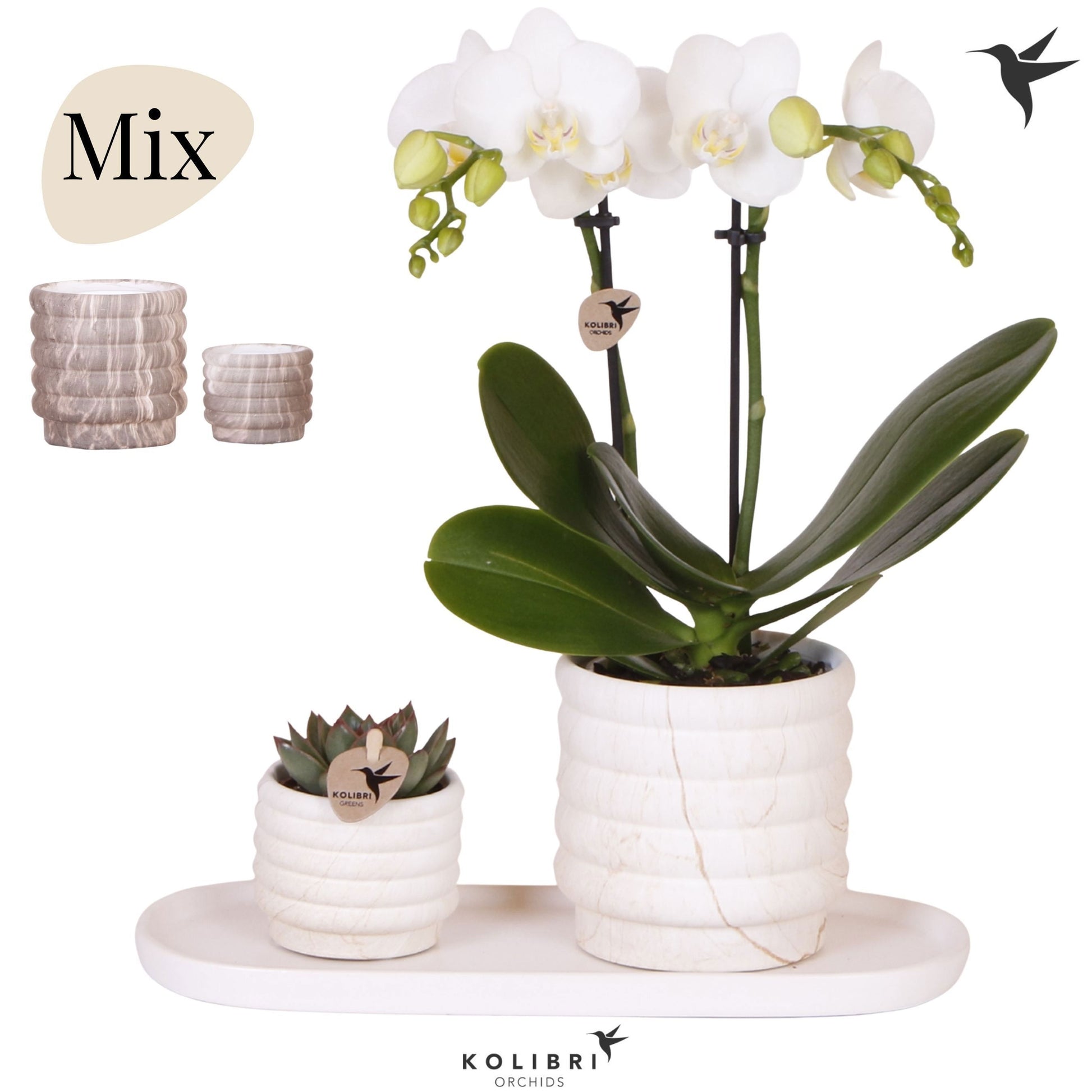 Kolibri Gift Set medium Marble 40cm 18cm Pot