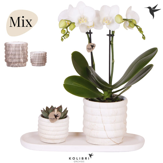 Kolibri Gift Set medium Marble 40cm 18cm Pot